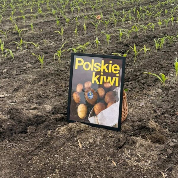 Polskie Kiwi Plakat Polskie Kiwi