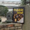 Polskie Kiwi Plakat Polskie Kiwi