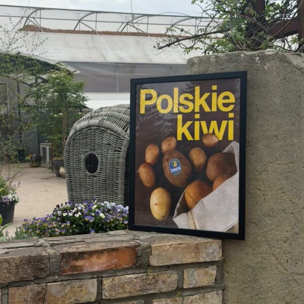 Polskie Kiwi Plakat Polskie Kiwi